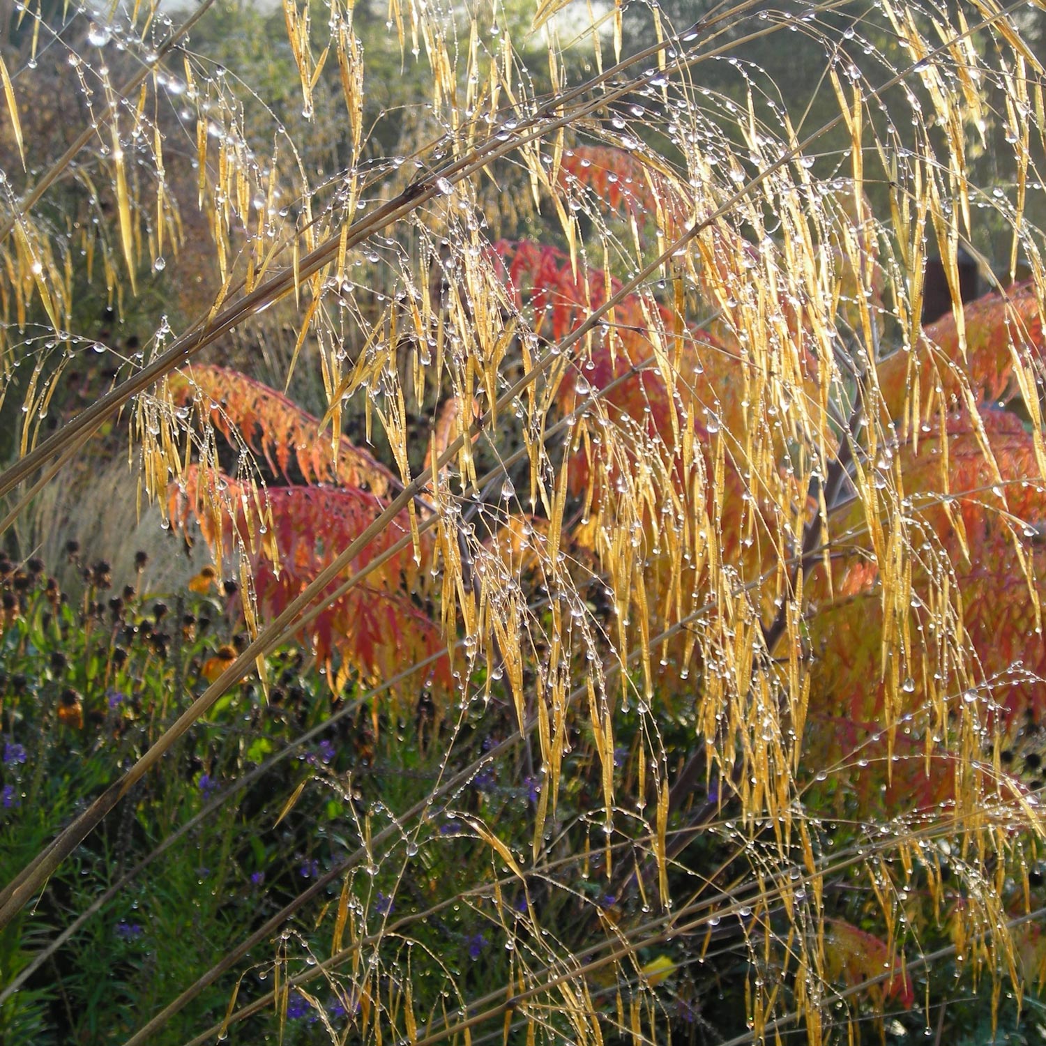 Grasses in a border with prairie planting near Bristol, Somerset