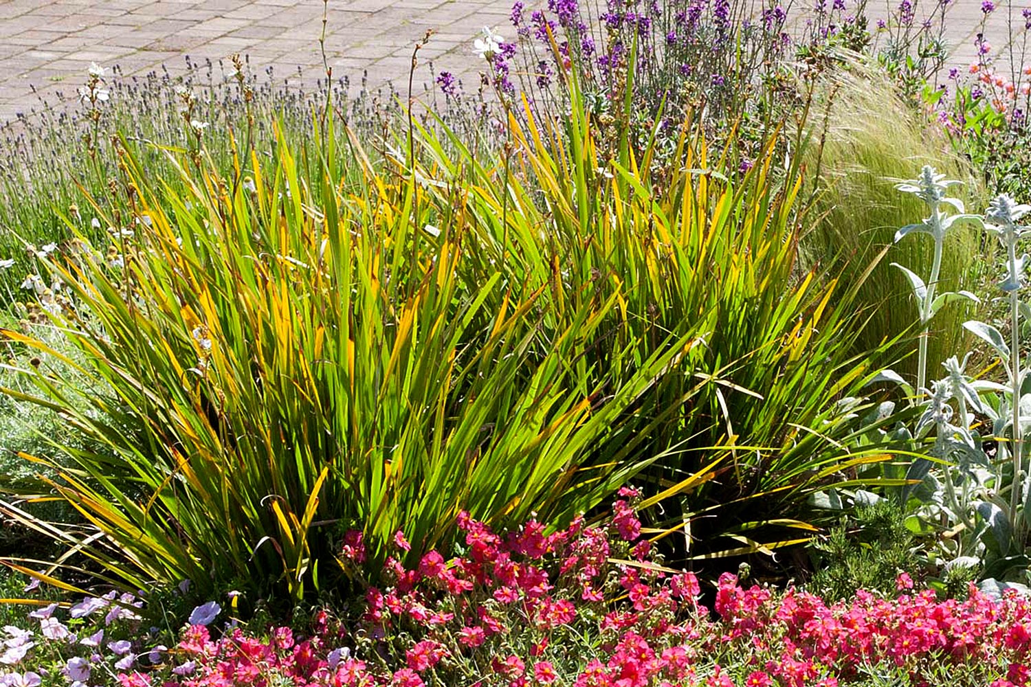 Helianthemum and Libertia for summer colour in a Somerset garden