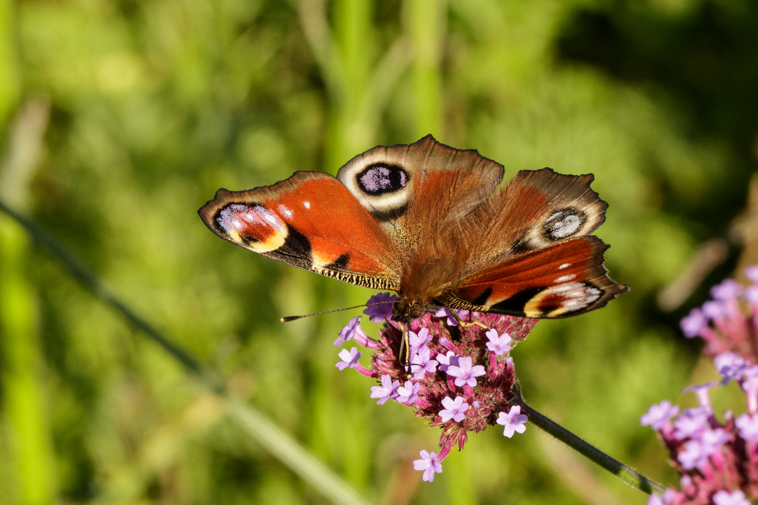 Peacock butterfly on Verbena bonariensis in a Somerset garden