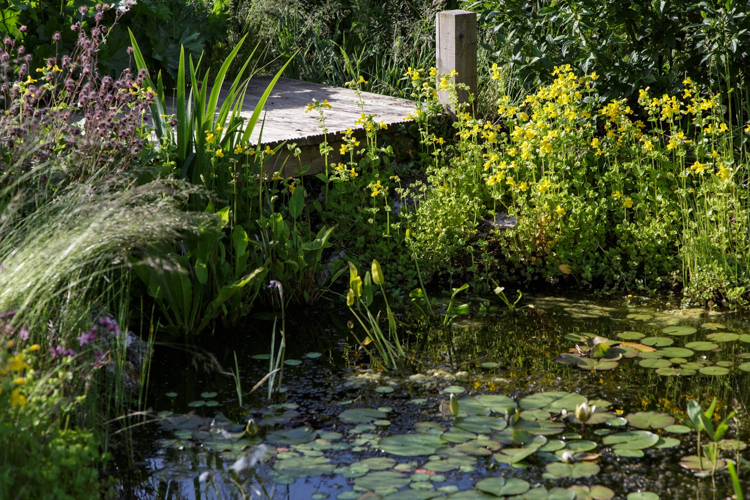 Pond in Somerset country garden in summer