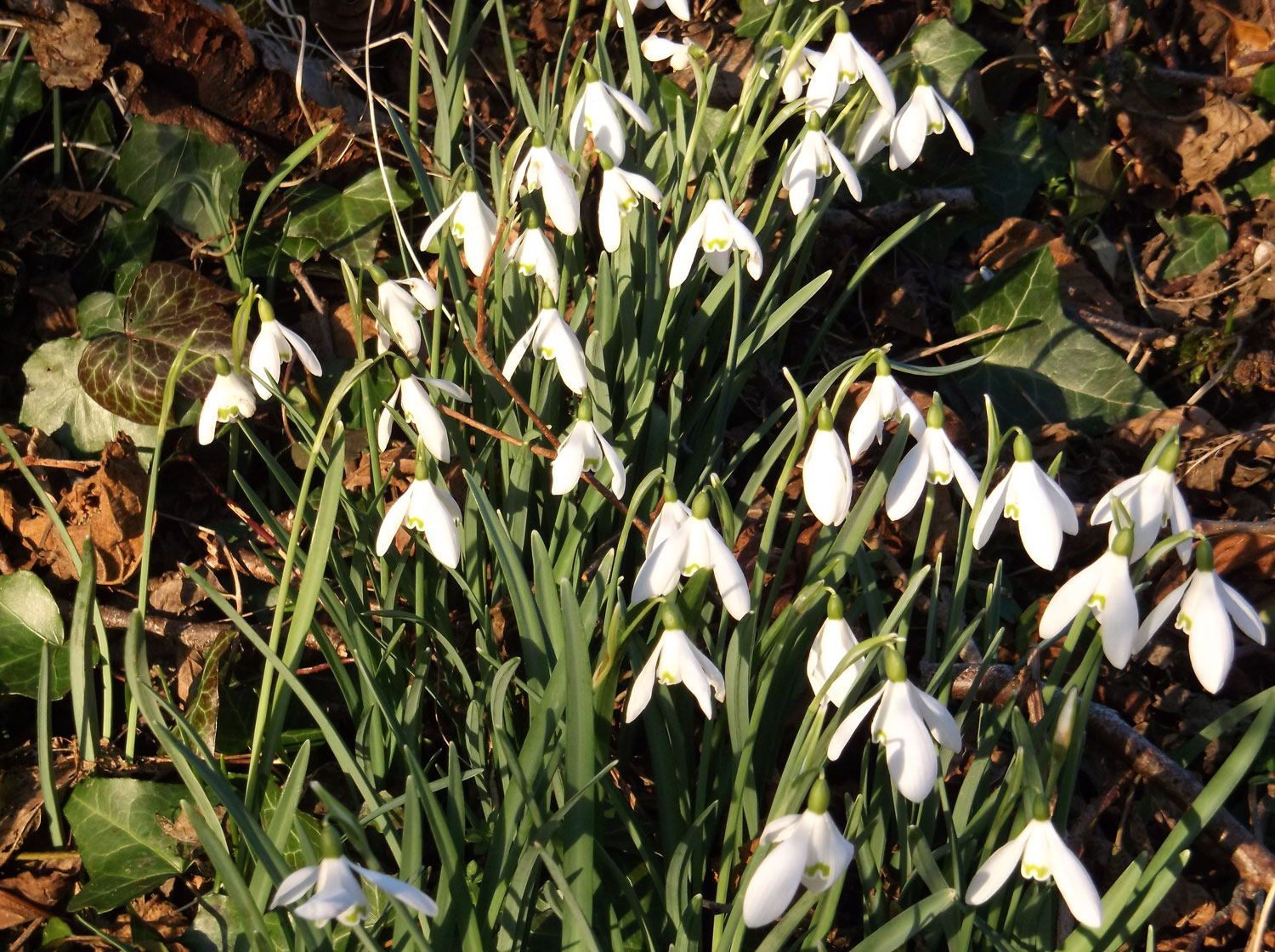 Snowdrops in the spring
